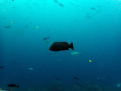 Dermatolepis dermatolepis