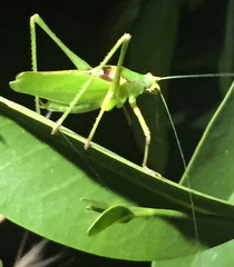Platylyra californica