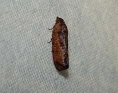 Cryptophlebia peltastica