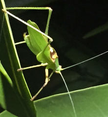 Platylyra californica