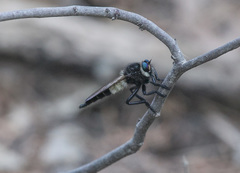Promachus painteri