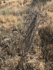 Astragalus brauntonii