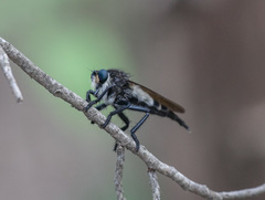 Promachus painteri