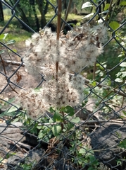 Ageratina glabrata