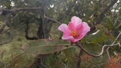 Kielmeyera rubriflora