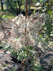 Ageratina glabrata