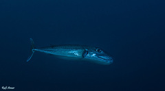 Lagocephalus sceleratus