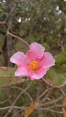 Kielmeyera rubriflora