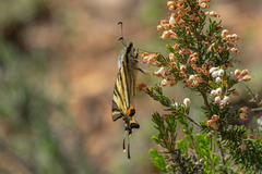 Iphiclides podalirius