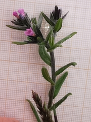 Buglossoides incrassata permixta