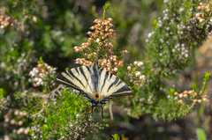 Iphiclides podalirius