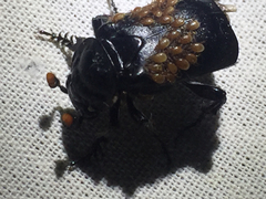 Nicrophorus nigrita