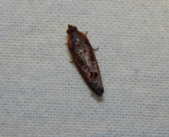 Cryptophlebia peltastica