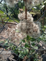 Ageratina glabrata