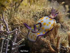 Goniobranchus annulatus