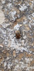 Merodon equestris