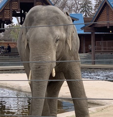 Elephantidae