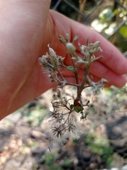 Ageratina glabrata