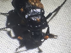 Nicrophorus nigrita