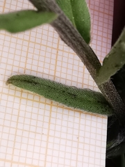 Buglossoides incrassata permixta