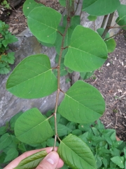 Reynoutria japonica