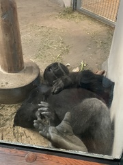 Gorilla gorilla