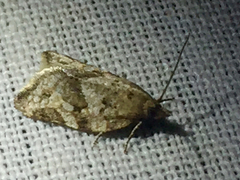 Argyrotaenia franciscana