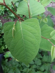 Reynoutria japonica