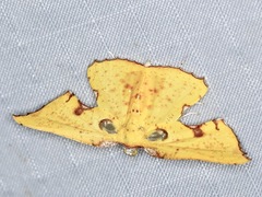 Corymica spatiosa