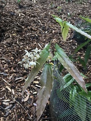 Epimedium wushanense