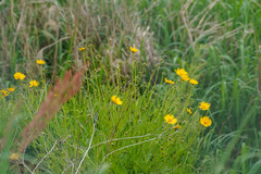 Coreopsis lanceolata