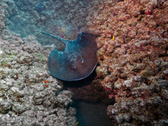 Taeniurops grabatus