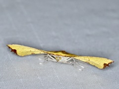 Corymica spatiosa