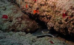 Taeniurops grabatus