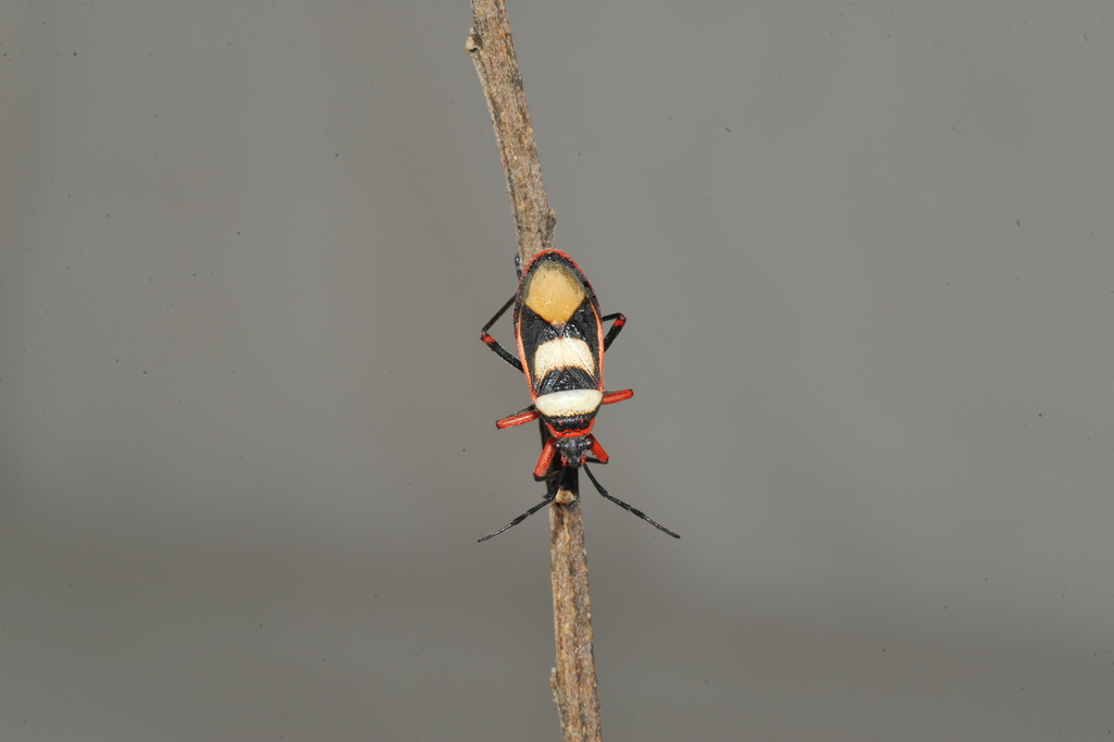 Largus sellatus