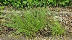 Carex leersii