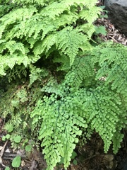 Adiantum venustum
