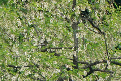 Robinia pseudoacacia