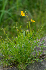 Coreopsis lanceolata