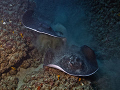 Taeniurops grabatus