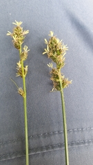 Carex leersii