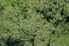 Robinia pseudoacacia