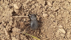Calosoma luxatum