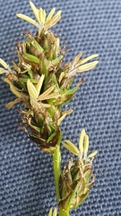 Carex leersii