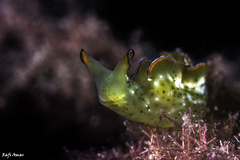 Elysia ornata