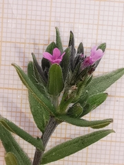 Buglossoides incrassata permixta