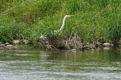 Ardea alba