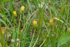 Taraxacum platycarpum