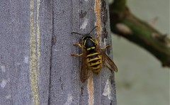 Dolichovespula saxonica