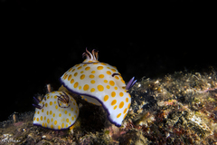 Goniobranchus annulatus